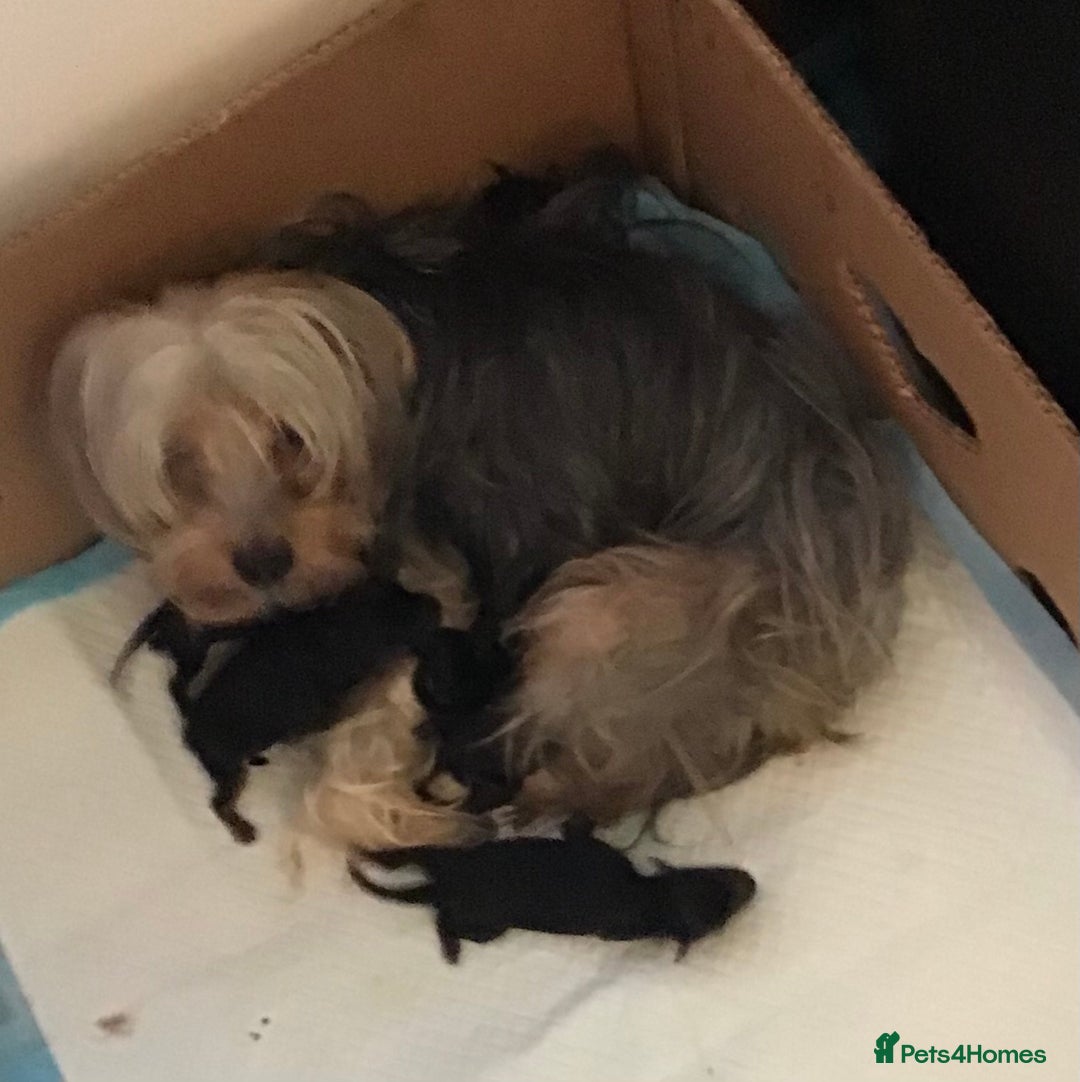 Chorkie dogs for sale: Chorkies - Image 4