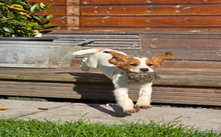 Sprocker dogs - Advert 12