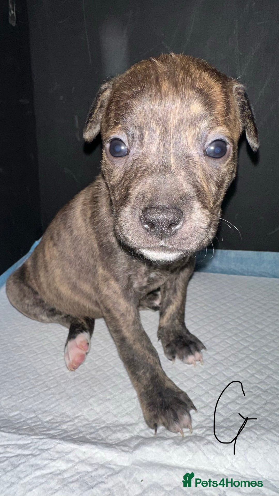 Mixed Breed dogs for sale: Staff x lurcher puppies  - Advert 6