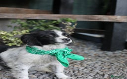 Mixed Breed dogs for adoption: 💖🐶 LOLLY & JOLIE 🐶💖 - Image 9