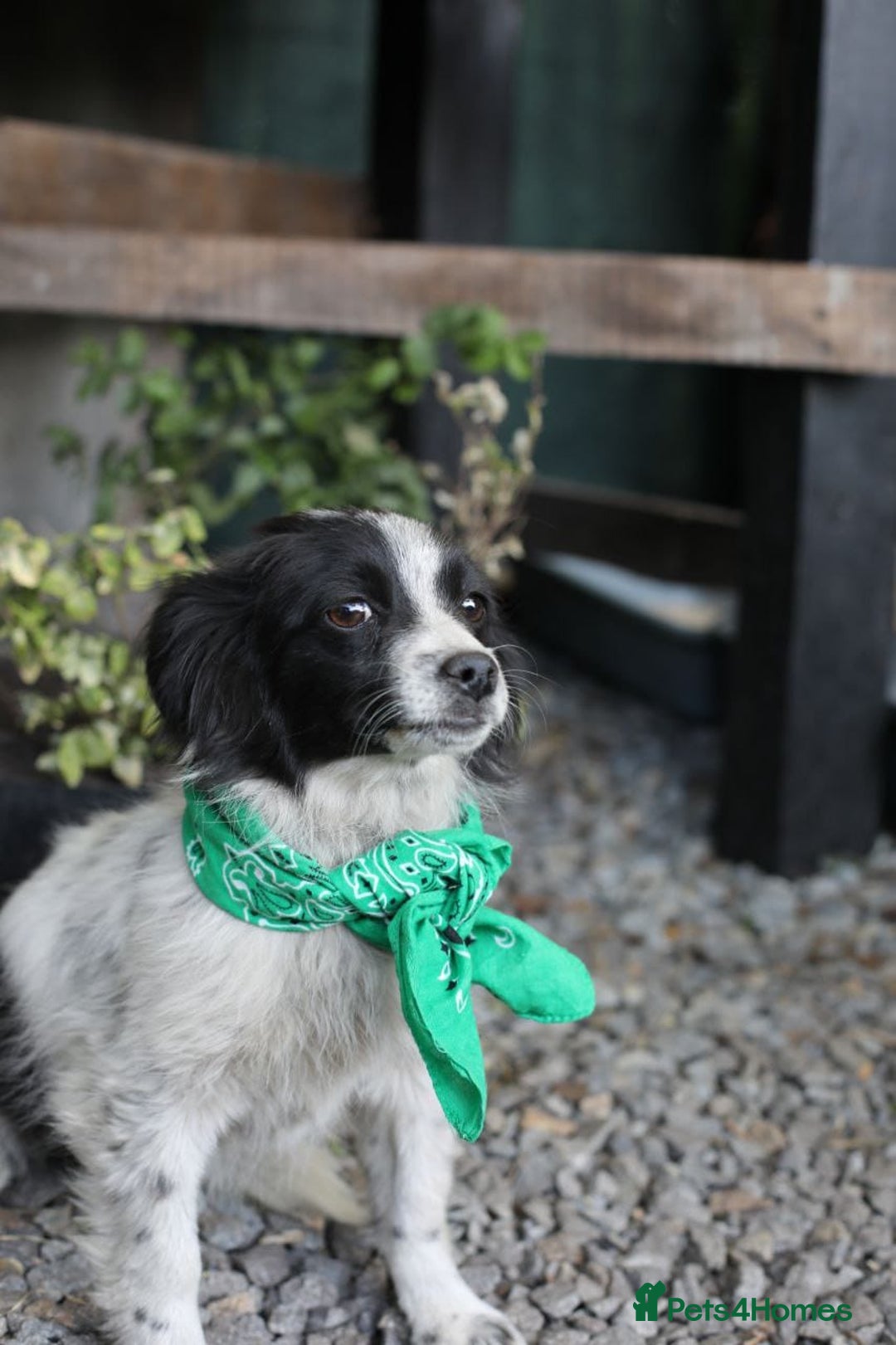 Mixed Breed dogs for adoption: 💖🐶 LOLLY & JOLIE 🐶💖 - Image 9