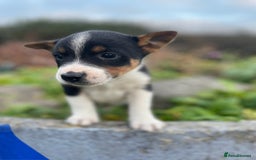 Mixed Breed dogs for sale: Border Jack Puppies (Border Collie X Jack Russel) - Image 16