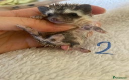 Pygmy Hedgehog rodents for sale: Pygmy Hedgehogs available  - Image 2