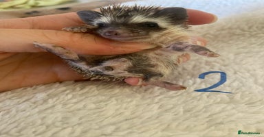 Pygmy Hedgehog rodents - Advert 16