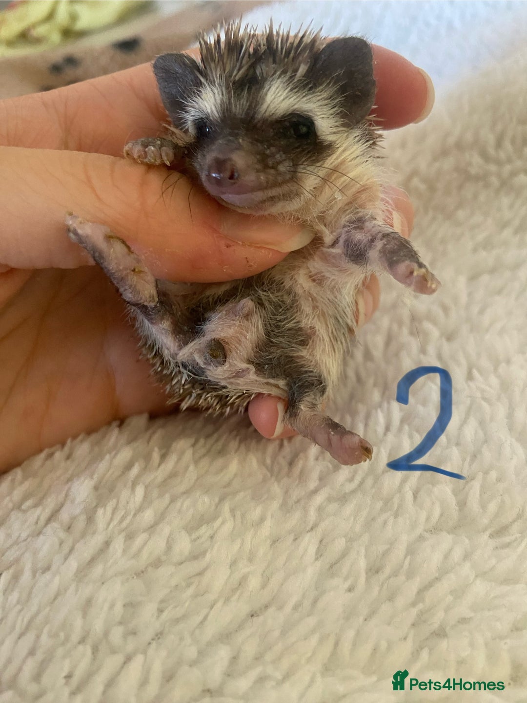 Pygmy Hedgehog rodents for sale: Pygmy Hedgehogs available  - Image 2