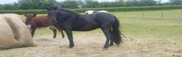 Dartmoor horses for sale: Beautiful dartmoor mare - Advert 8