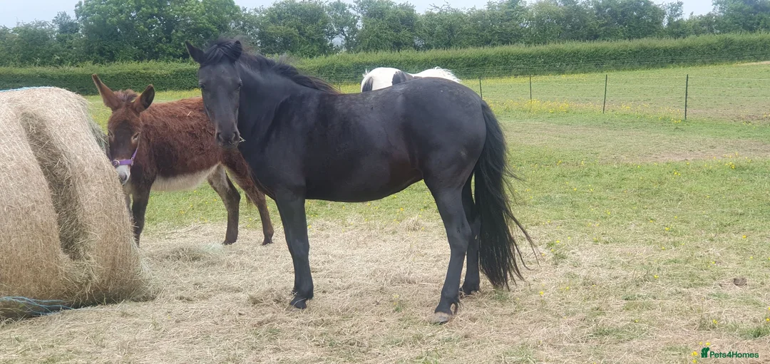 Dartmoor horses for sale: Beautiful dartmoor mare - Advert 8