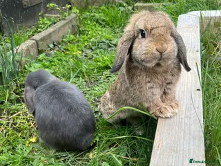 French Lop rabbits Bunny - Advert 12