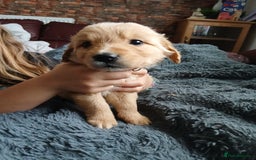 Golden Retriever dogs for sale: 🐾 Golden Retriever Puppies – Ready Soon! 🐾 - Image 20
