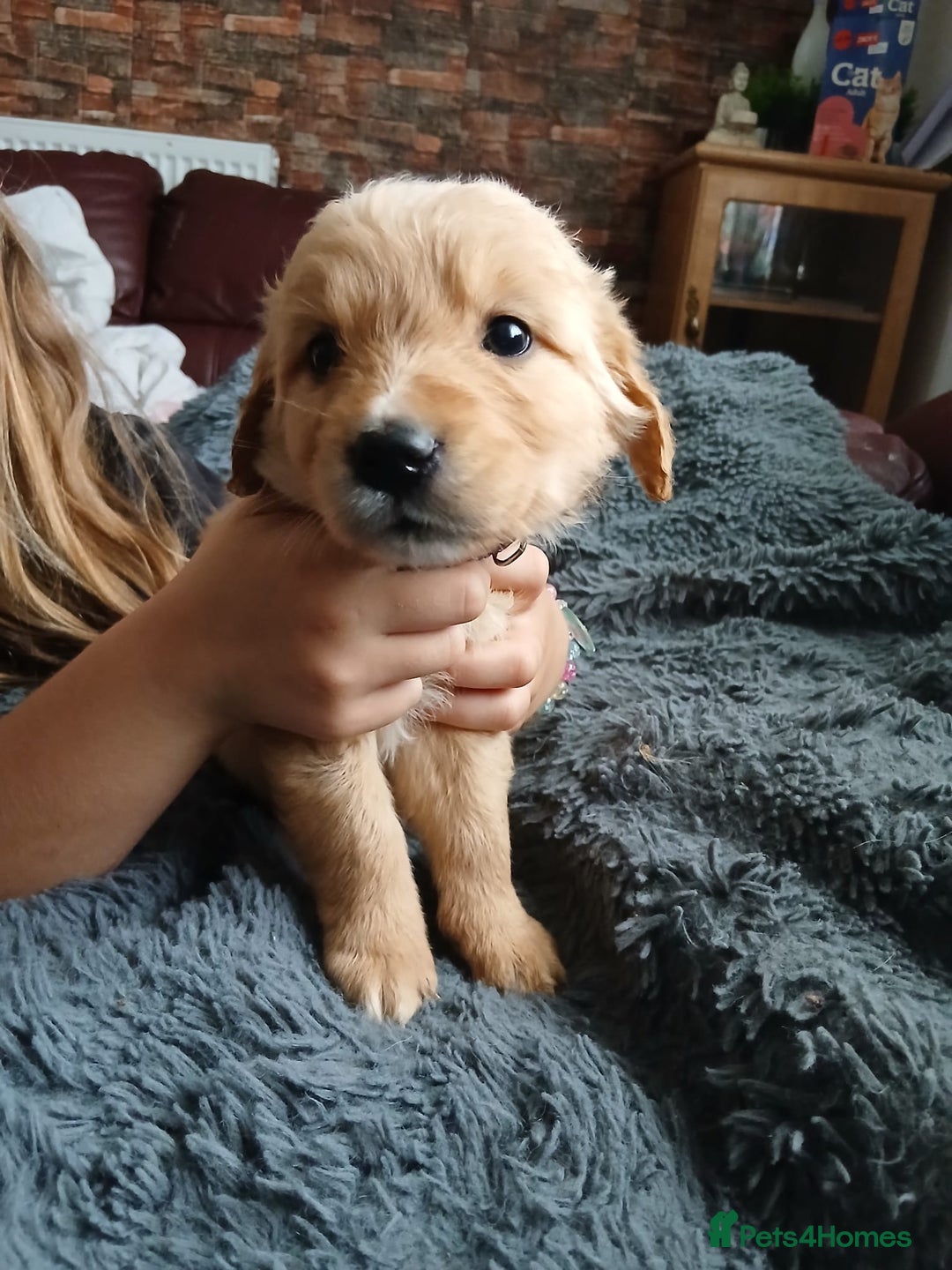 Golden Retriever dogs for sale: 🐾 Golden Retriever Puppies – Ready Soon! 🐾 - Image 20