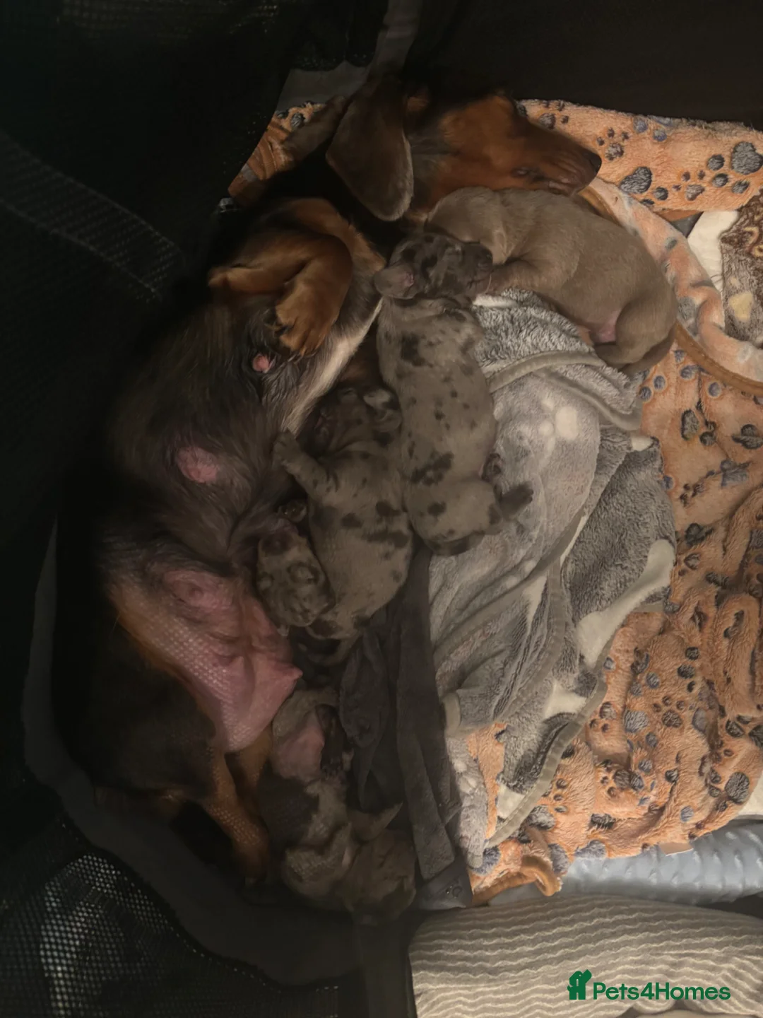 Miniature Dachshund dogs for sale: 🐾 Miniature Dachshund Puppies 4 Boys & 2 Girls 🐾 in Darvel - Advert 2