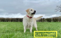 Golden Retriever dogs for sale: KC-Reg Golden Puppies @ Sunaraelia - Due 23/10/25 - Image 8