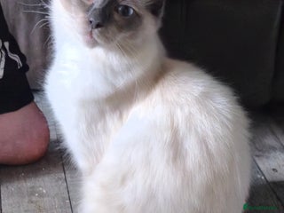 Ragdoll cats for sale: Ragdoll male 6 months old. - Advert 3