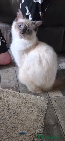 Ragdoll cats Ragdoll male 6 months old. - Advert 1