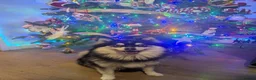 Pomsky dogs for sale: Pomsky litter coming - Advert 7