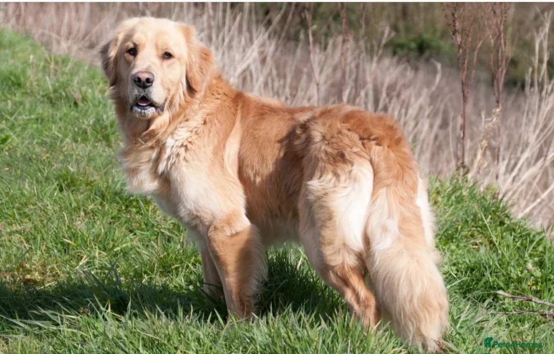 Golden Retriever dogs for sale: Stunning Dual Purpose RKC Golden Retriever Litter - Advert 13