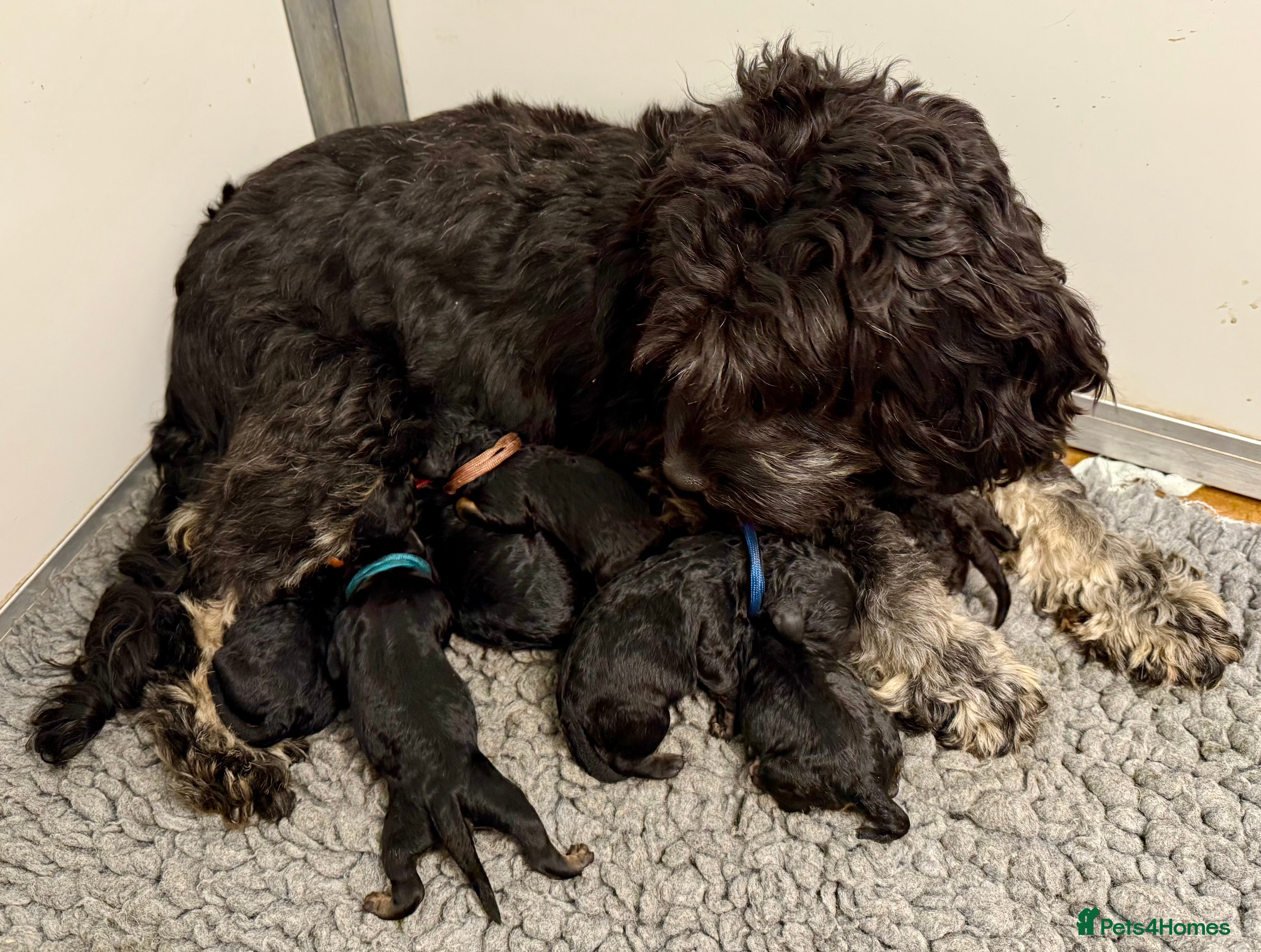 Cavapoo dogs F1B Cavapoo waiting list  - Advert 4