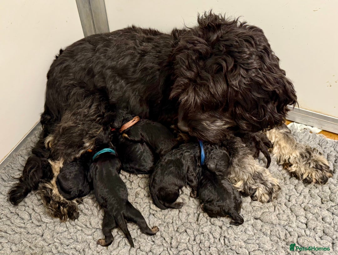 Cavapoo dogs for sale: F1B Cavapoo waiting list  - Image 1