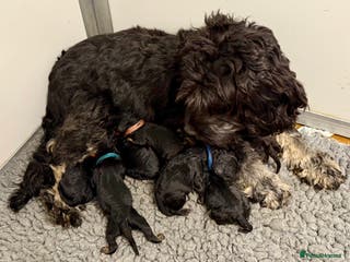 Cavapoo dogs F1B Cavapoo waiting list - Advert 4