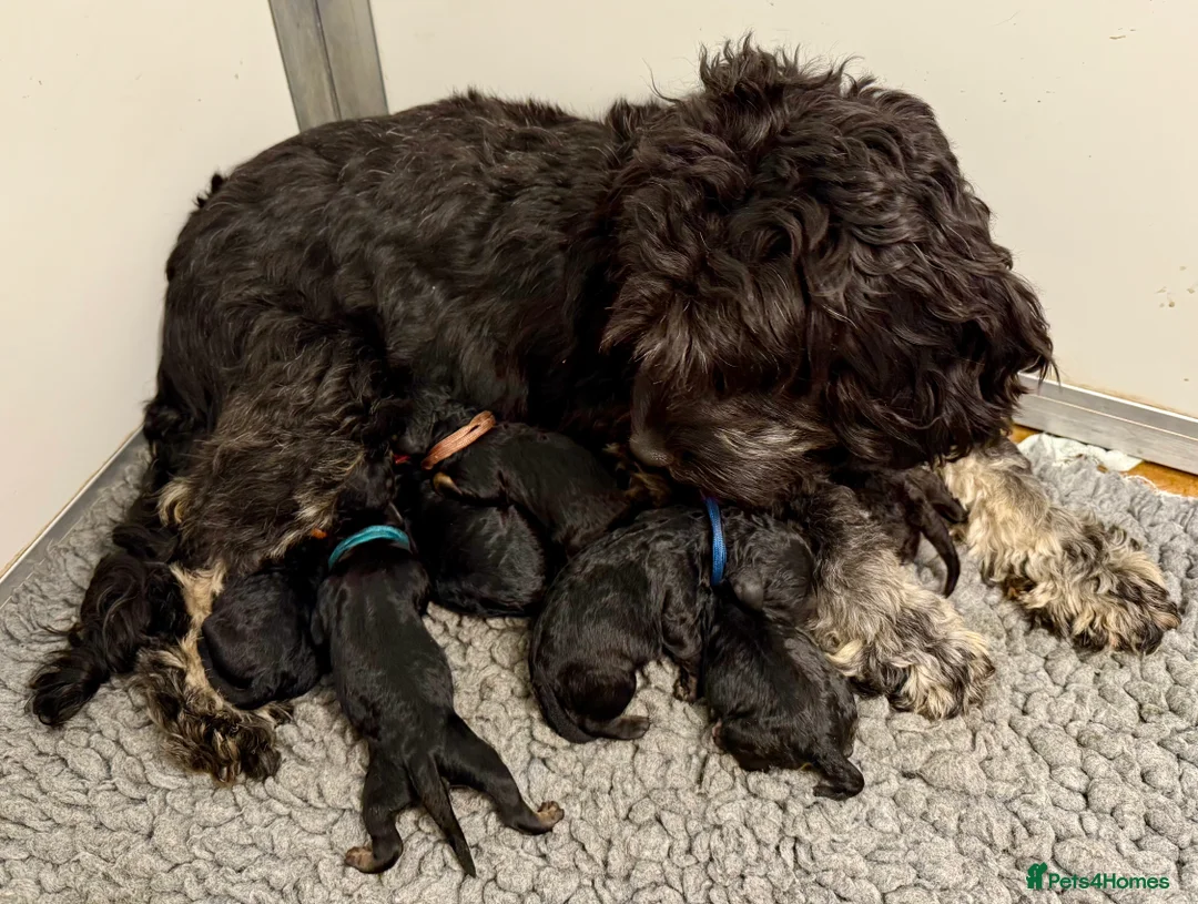 Cavapoo dogs for sale: F1B Cavapoo - 2 puppies left  - Advert 2