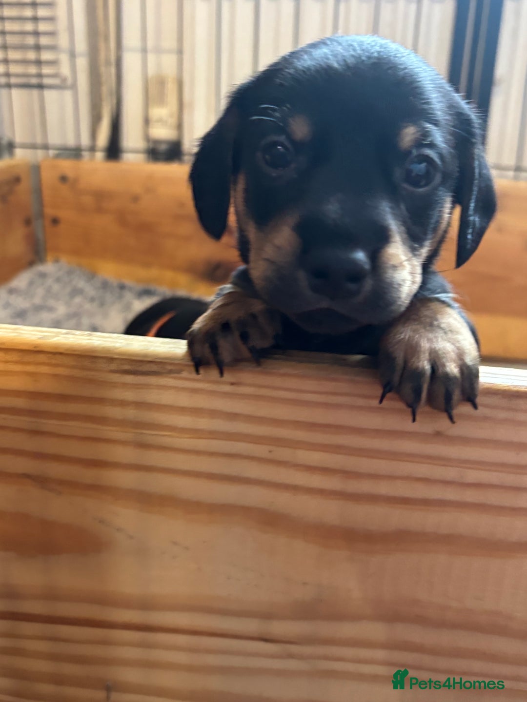 Mixed Breed dogs for sale: Jack Russell x Dachshund - Image 7