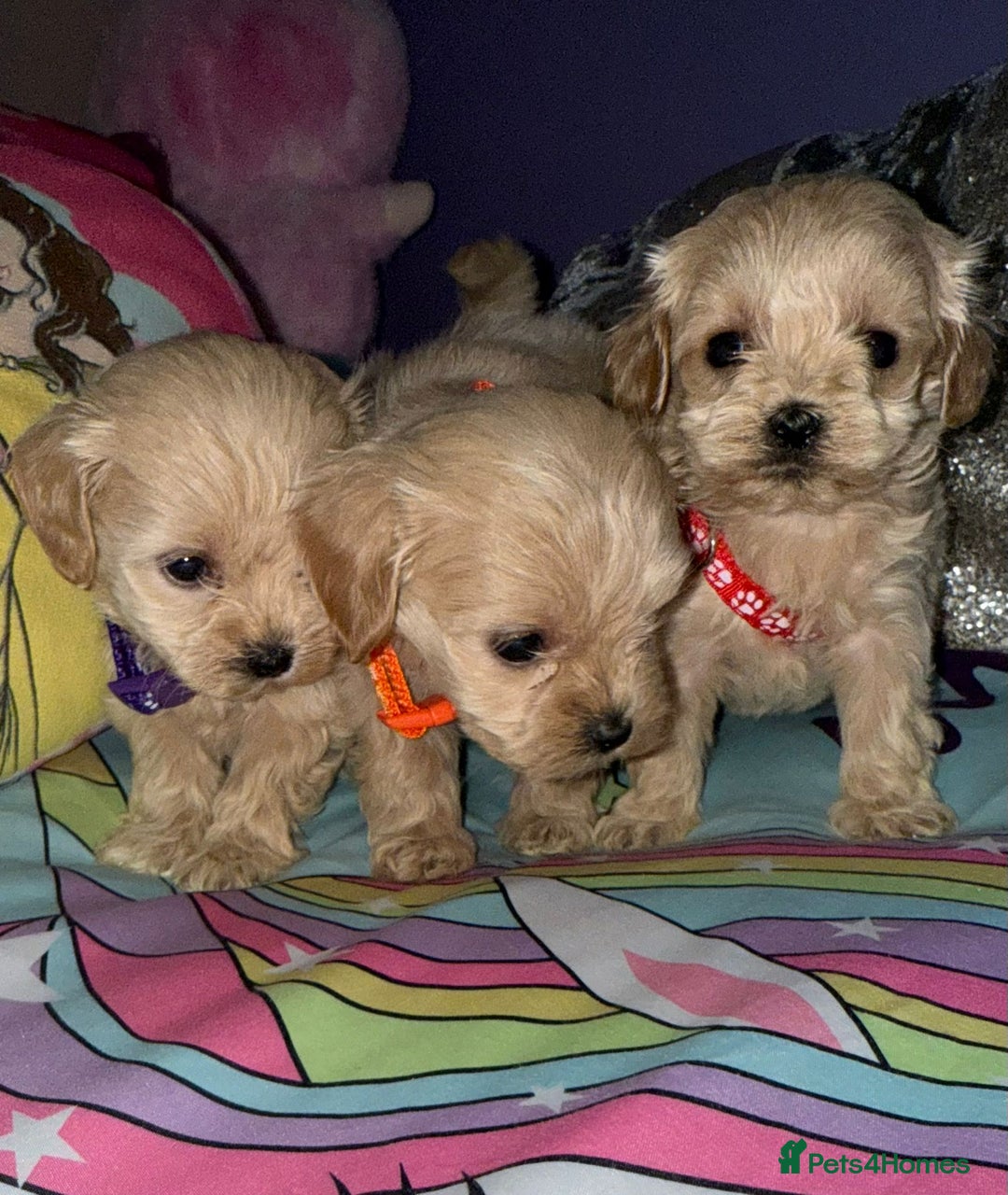 Maltipoo dogs for sale: Outstanding maltipoo - Advert 20