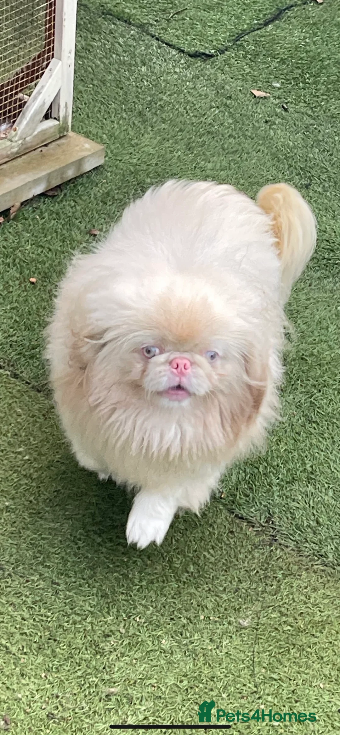 Pekingese dogs for stud: PROVEN RARE ! Pink Pekingese for Proven Stud in Rugby - Advert 5