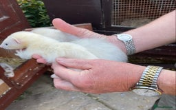 Ferret rodents for sale: Greyhound Ferret Kits - Image 9
