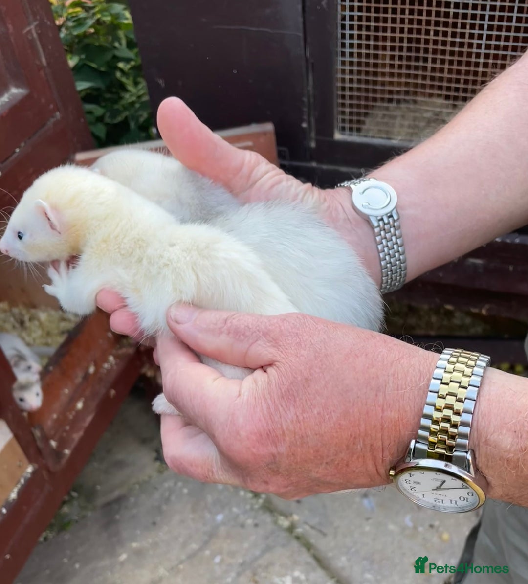 Ferret rodents for sale: Greyhound Ferret Kits - Image 9