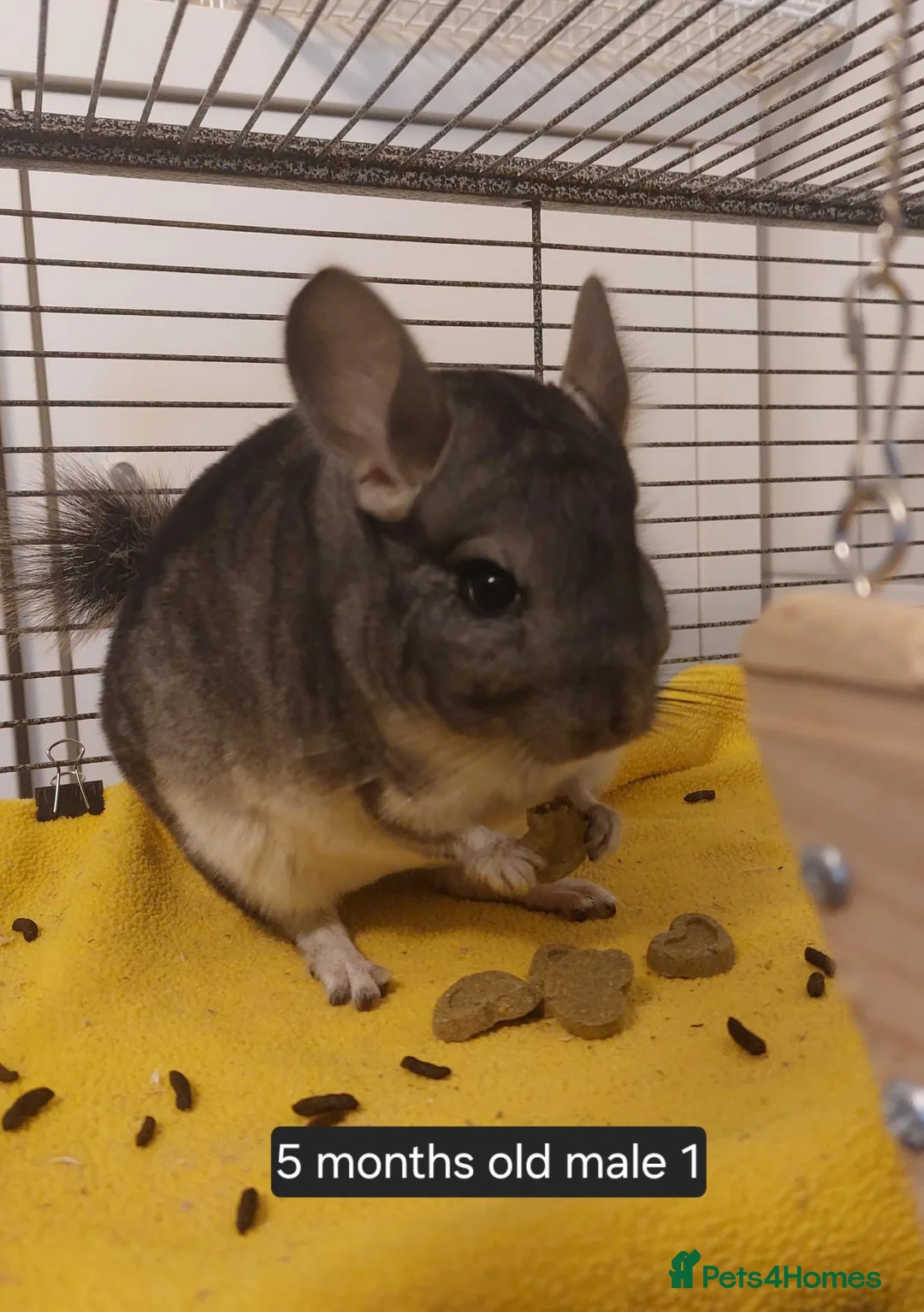 Chinchilla rodents for sale: Young males chinchillas . Home reared  - Advert 1