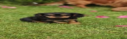 Cavalier King Charles Spaniel dogs for sale: Puppies  - Advert 6