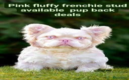French Bulldog dogs for stud: Pink French bulldog stud - Advert 1
