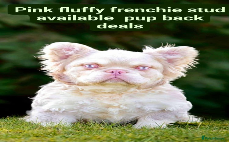 French Bulldog dogs Pink French bulldog stud - Advert 1