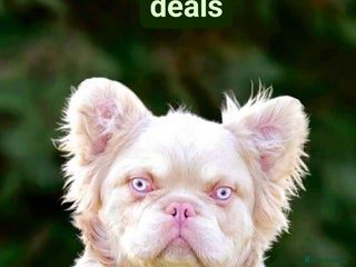 French Bulldog dogs Pink French bulldog stud - Advert 1