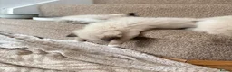 Ragdoll cats for sale: Beautiful Ragdoll kittens! in Fareham - Advert 13