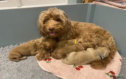 Cockapoo dogs for sale: Stunning F2b Miniature Cockapoos / Health Tested - Image 2
