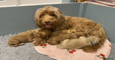 Cockapoo dogs - Advert 11