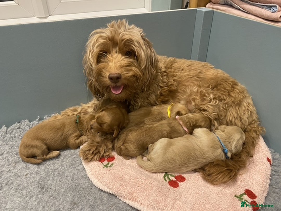 Cockapoo dogs for sale: Stunning F2b Miniature Cockapoos / Health Tested - Image 2
