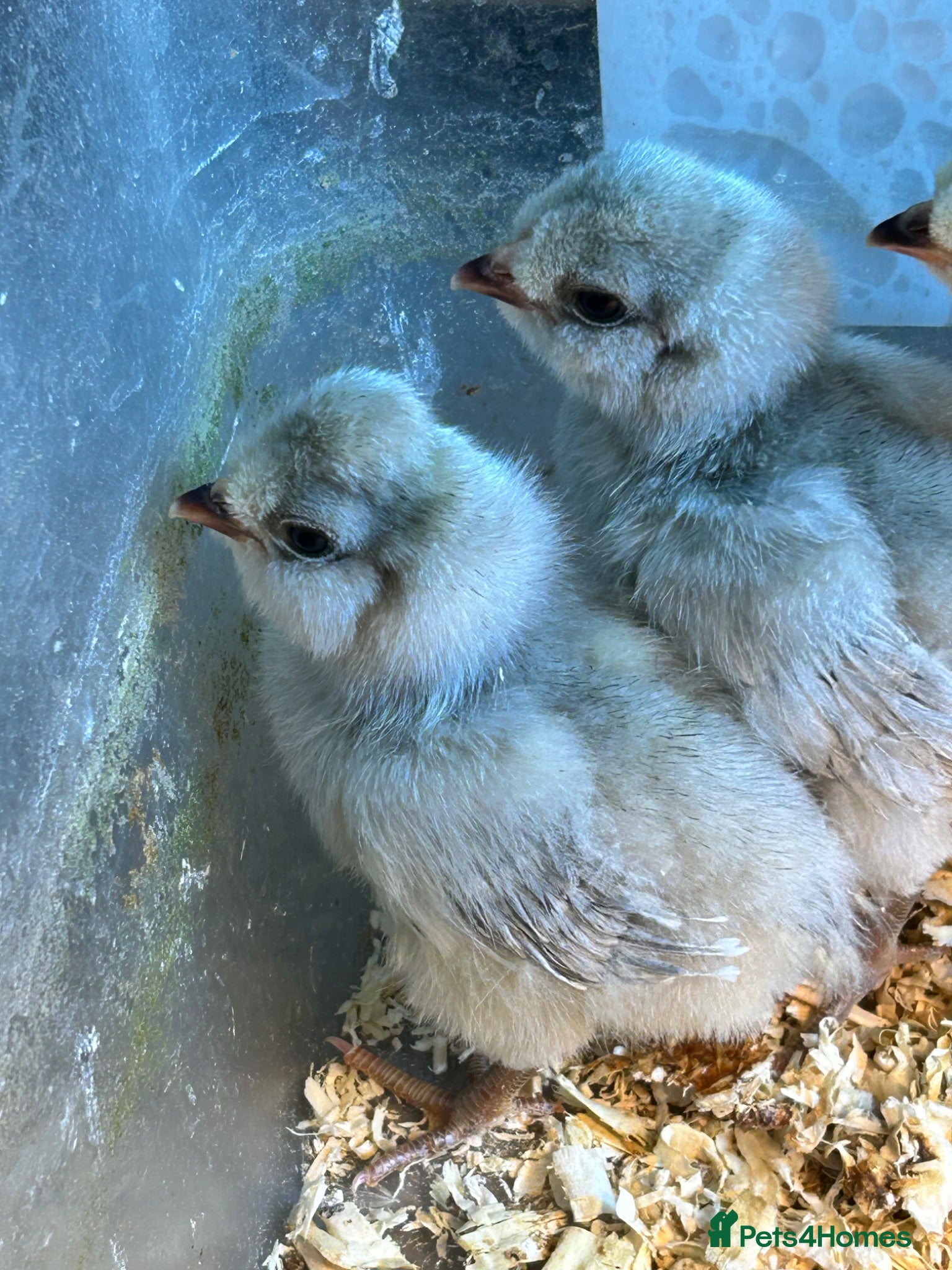 Chickens poultry Various breeds of chicks for sale - Advert 2