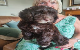 Cockapoo dogs for sale: Beautiful cockapoo puppies  in Alfreton - Image 6