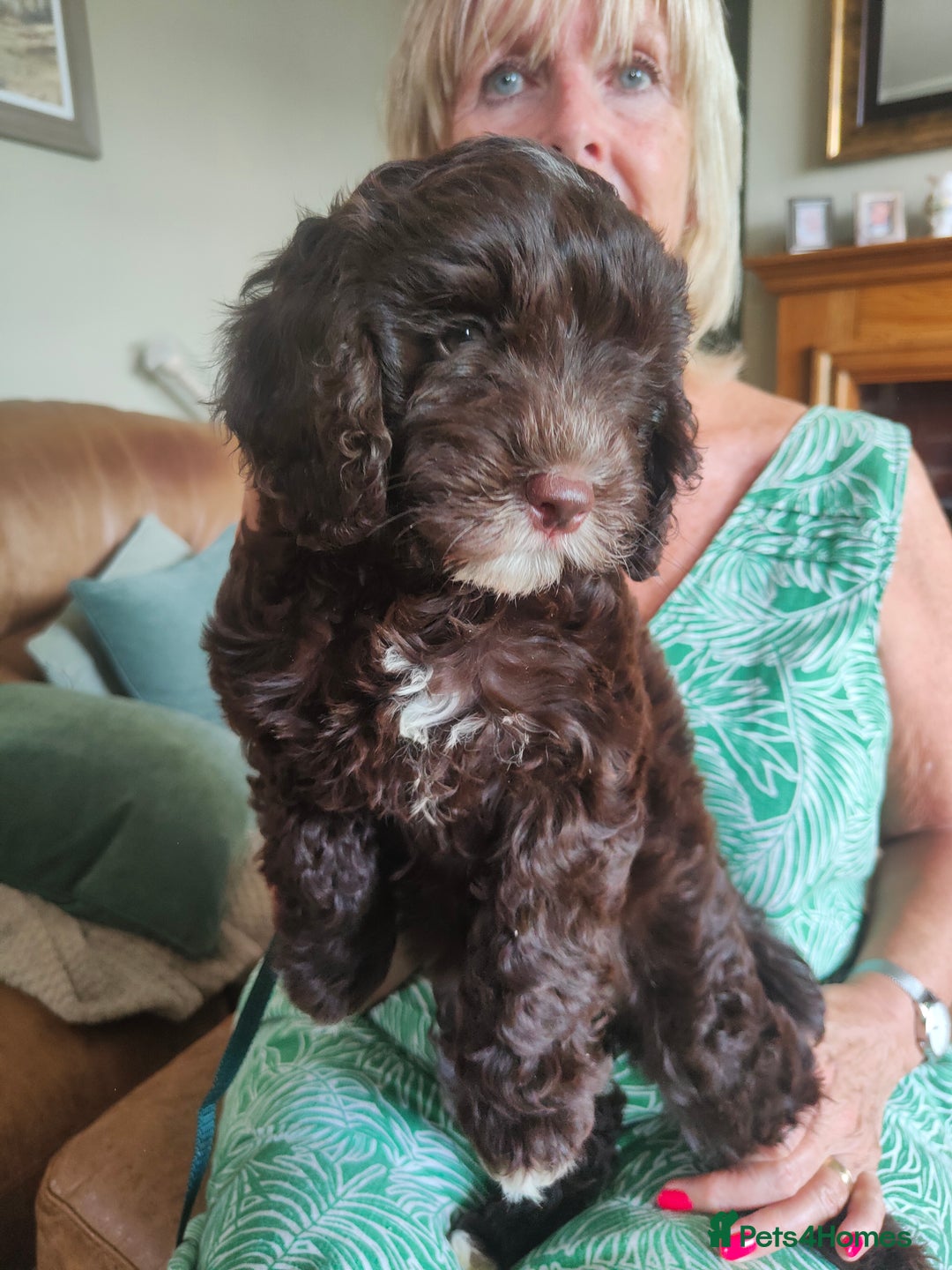 Cockapoo dogs for sale: Beautiful cockapoo puppies  in Alfreton - Image 6