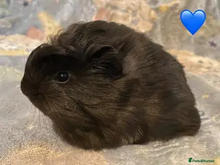 Guinea Pig rodents Gorgeous baby Guinea pigs - Advert 14