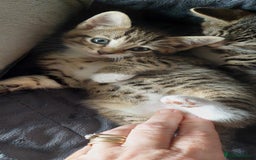 Mixed Breed cats for sale: Bautifull kittens - Image 4