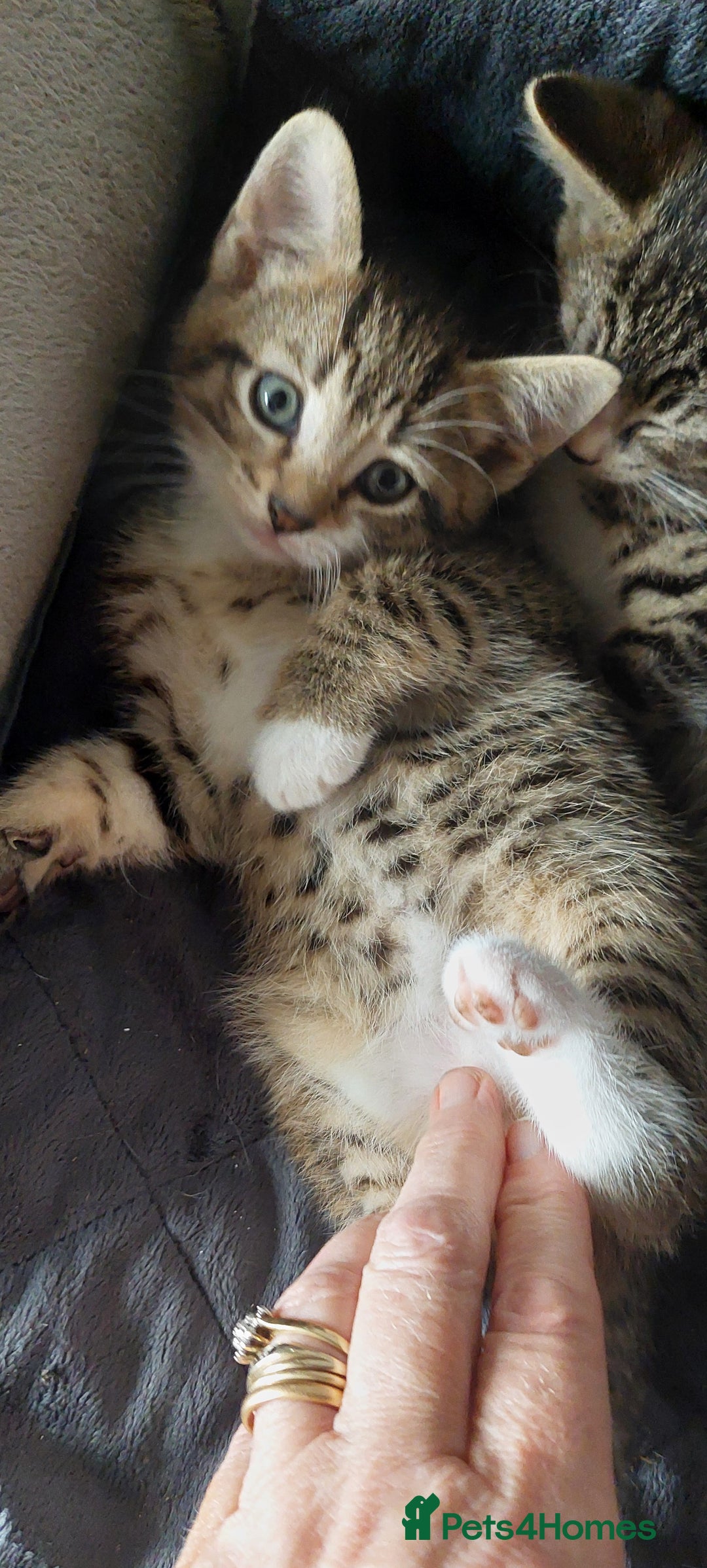 Mixed Breed cats for sale: Bautifull kittens - Image 4