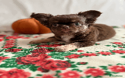 Chihuahua dogs for sale: Long coat chihuahua puppies  - Image 2