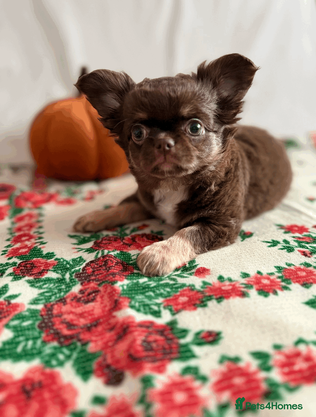 Chihuahua dogs for sale: Long coat chihuahua puppies  - Image 2