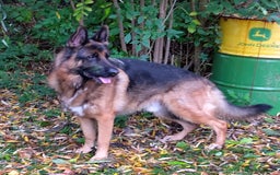 German Shepherd dogs for sale: Male German Shepherd for sale - Image 1