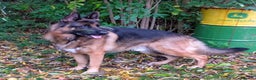 German Shepherd dogs for sale: Male German Shepherd for sale - Advert 1