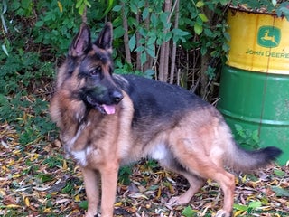 German Shepherd dogs Male German Shepherd for sale - Advert 18