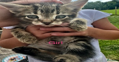 Mixed Breed cats - Advert 14